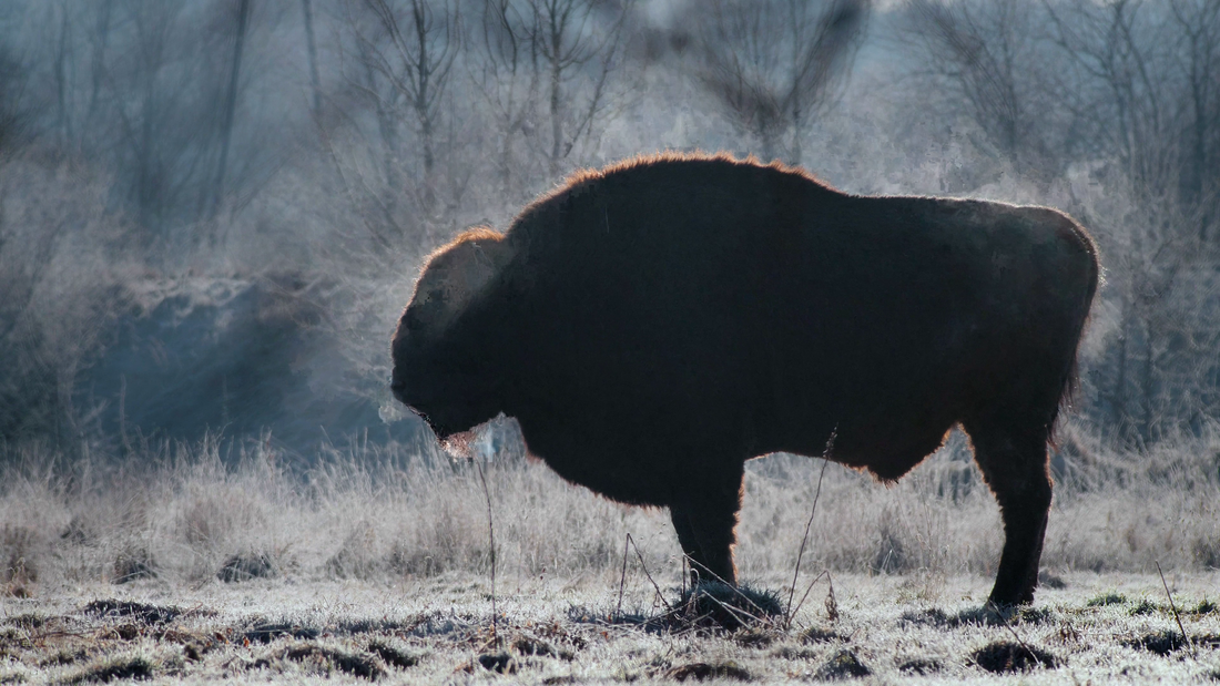 The Roaming Heart of Europe: Why the European Bison Embodies Europe's Spirit